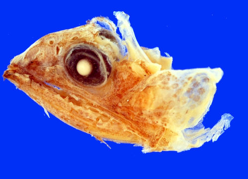 Image of <i>Chiasmodon subniger</i> Garman 1899
