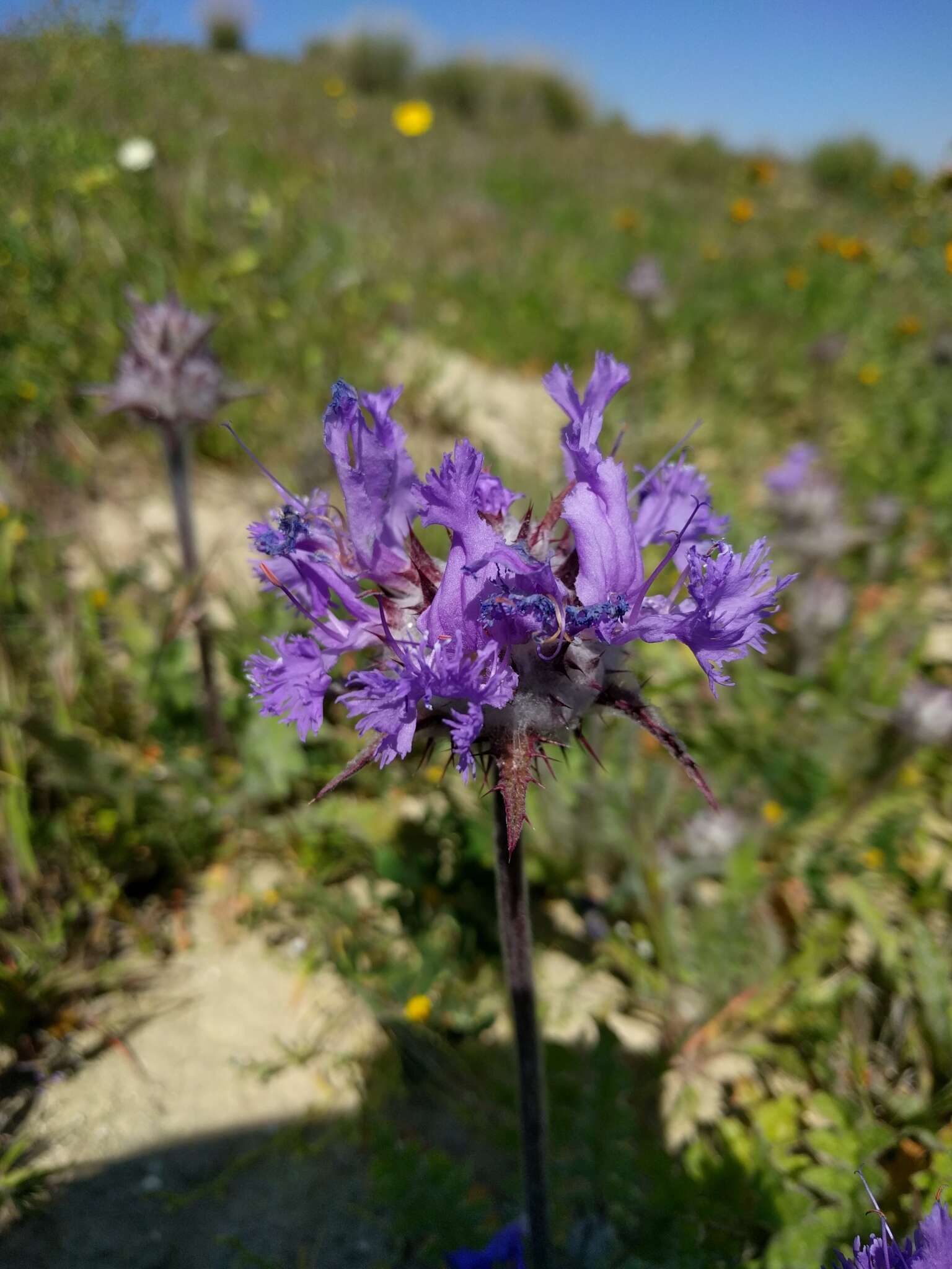 Imagem de Salvia carduacea Benth.