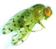 Image of Drosophila guttifera Walker 1849