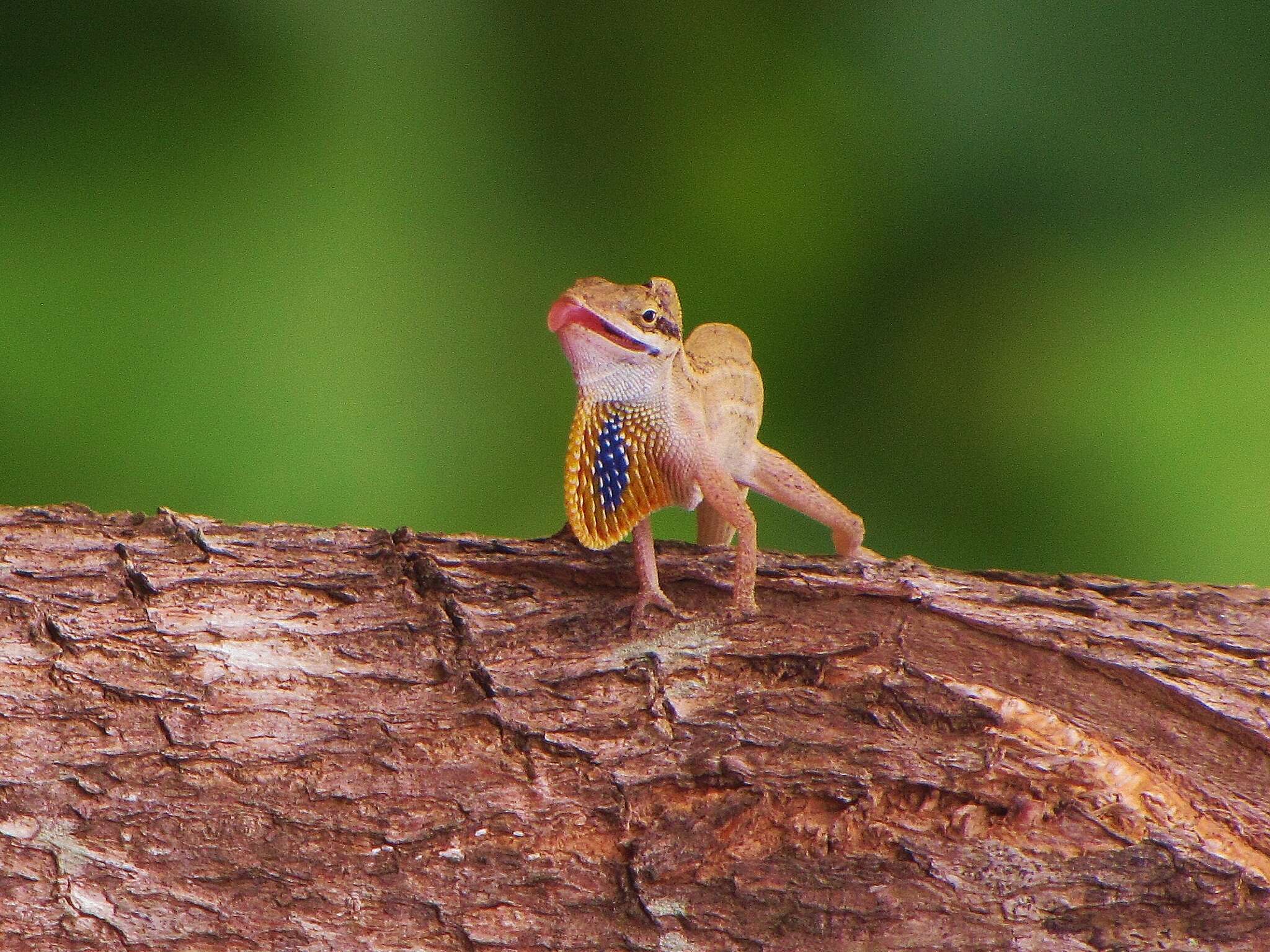 Imagem de Anolis unilobatus Köhler & Vesely 2010