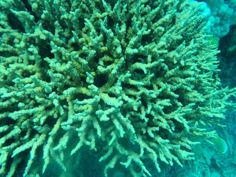 Image of hedgehog coral