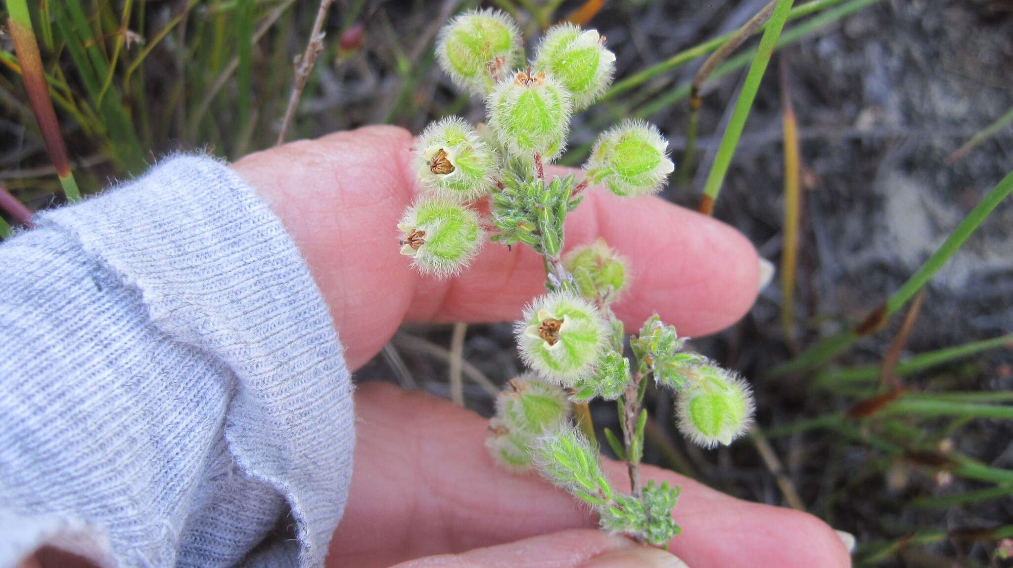 Imagem de Erica capitata L.