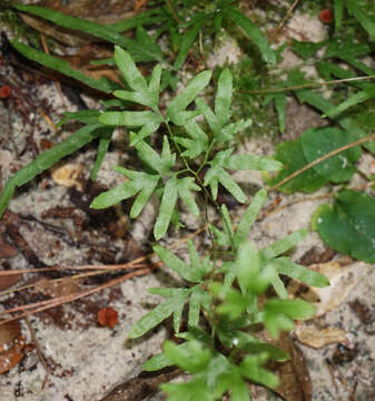 Слика од Lygodium japonicum (Thunb.) Sw.