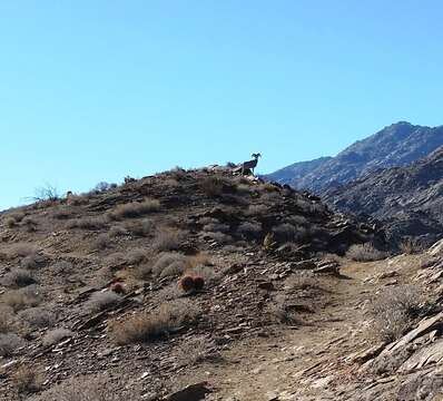 Image of Desert bighorn sheep