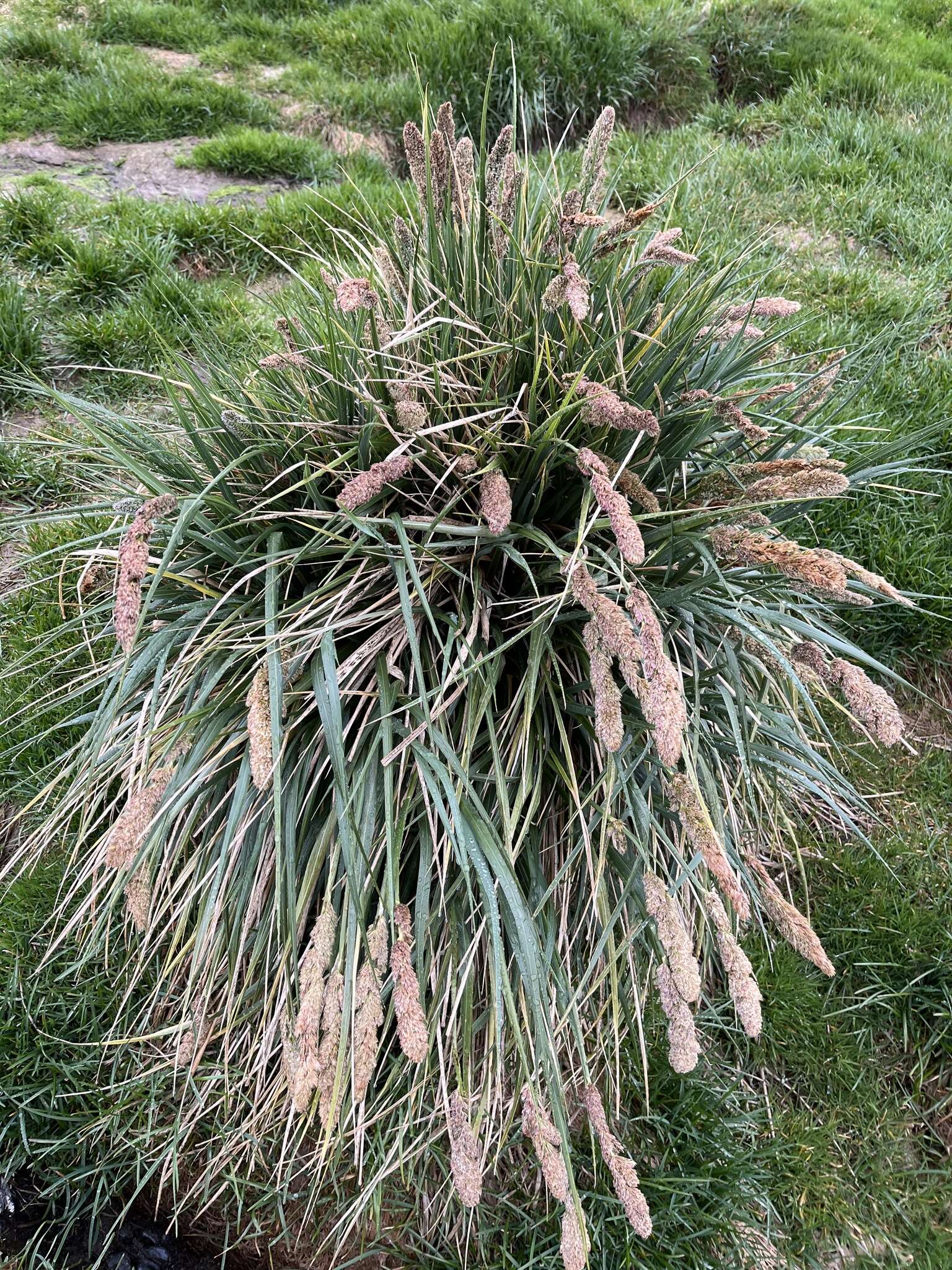 Image of tussock grass