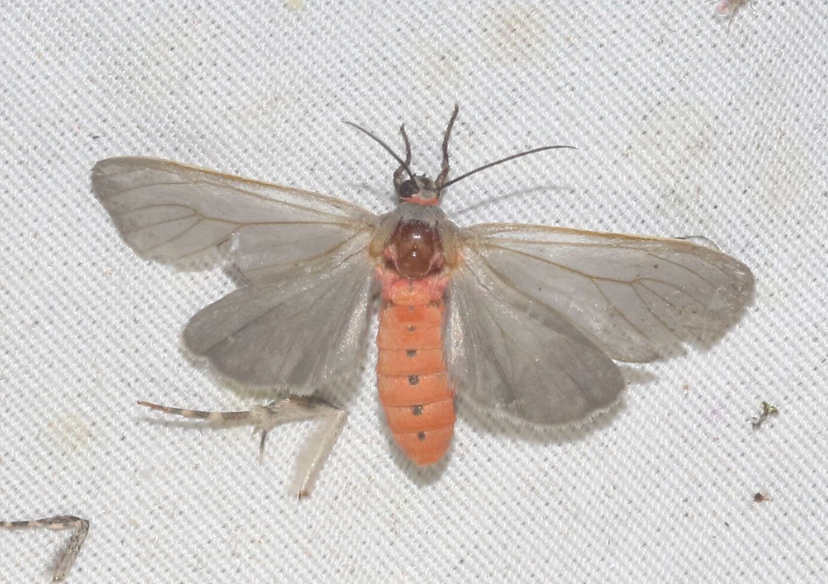 Image of Mousey Tiger Moth