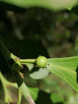 Gymnosporia undata (Thunb.) Szyszyl.的圖片