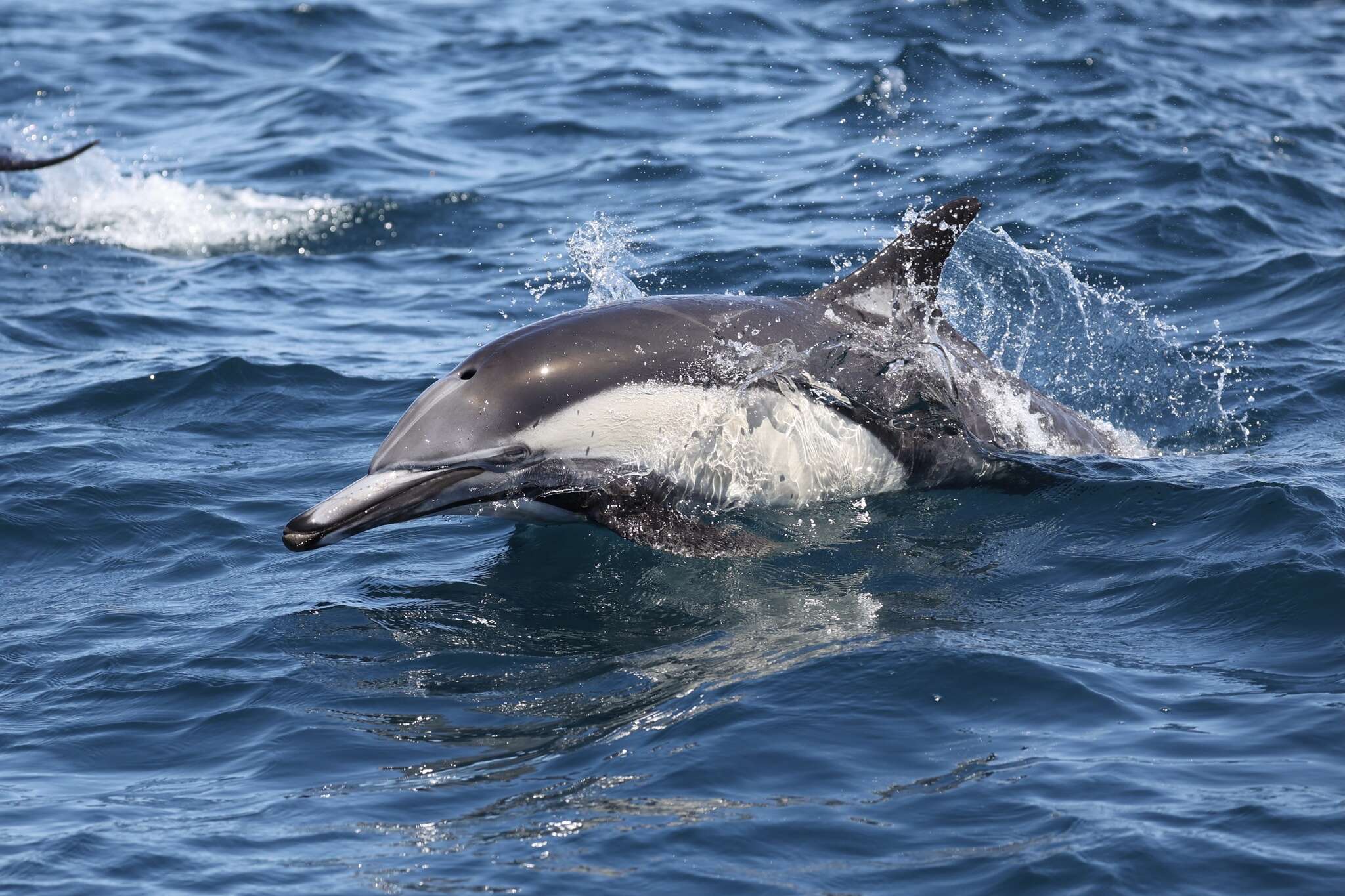 Image of Delphinus delphis bairdii Dall 1873