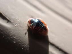 Image of Loew's Lady Beetle