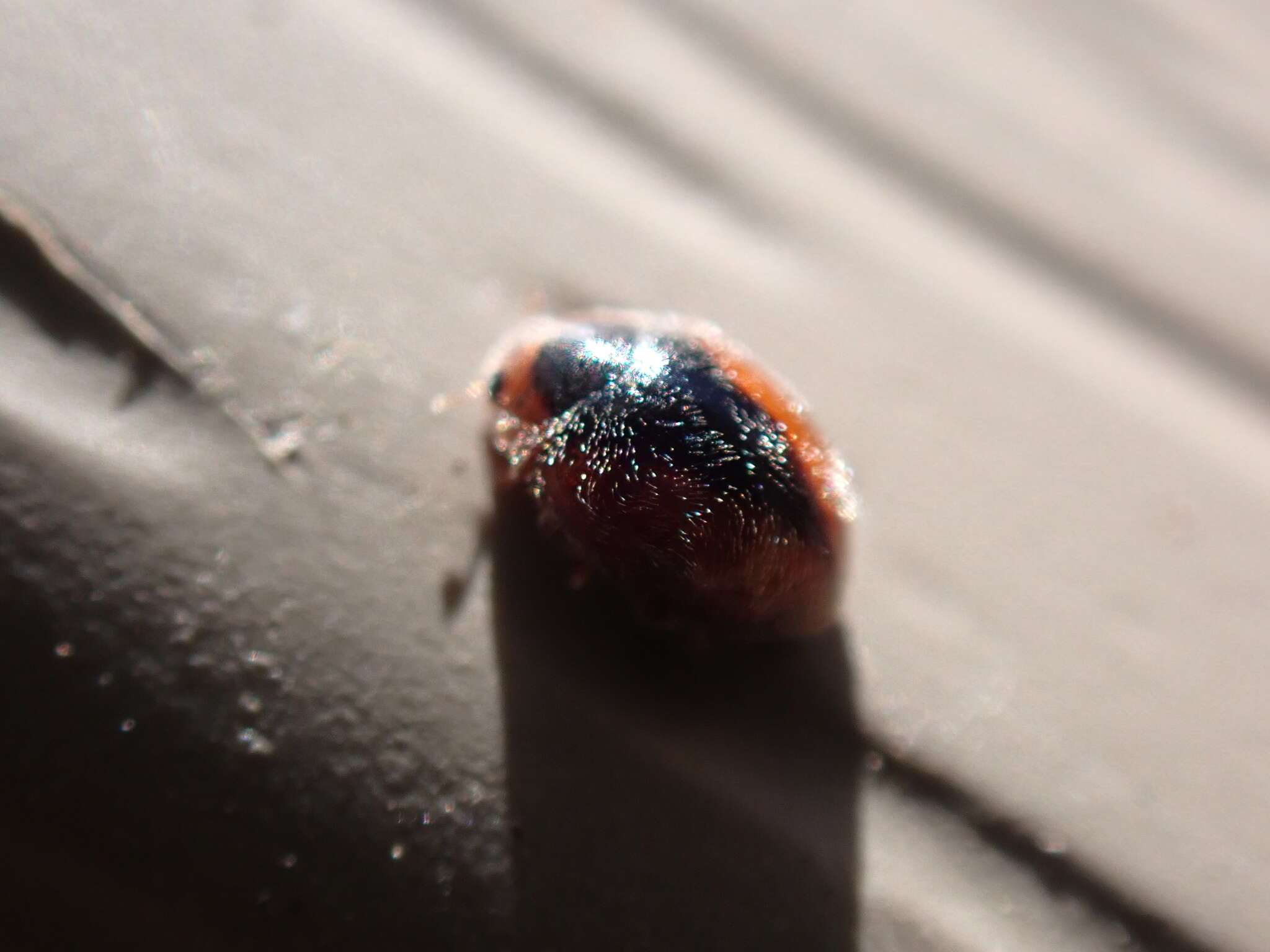 Image of Loew's Lady Beetle