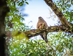 Image of Fiji Goshawk