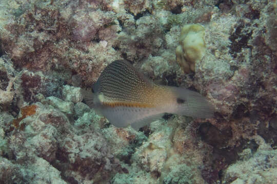 Image of Blue-ribbon wrasse