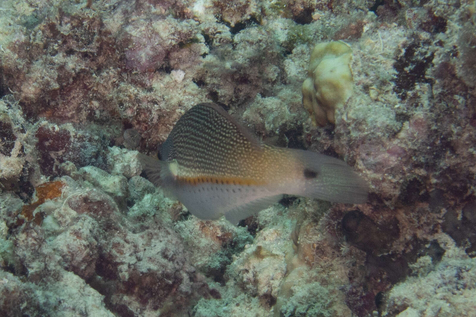 Image of Blue-ribbon wrasse