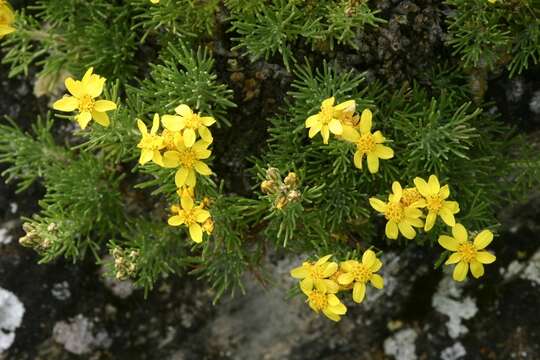 Image of <i>Brachanthemum krylovii</i>