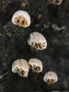 Mycena corticola (Pers.) Gray 1821的圖片