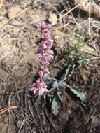 Image of redroot buckwheat