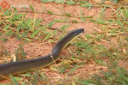 Image of Brown water python