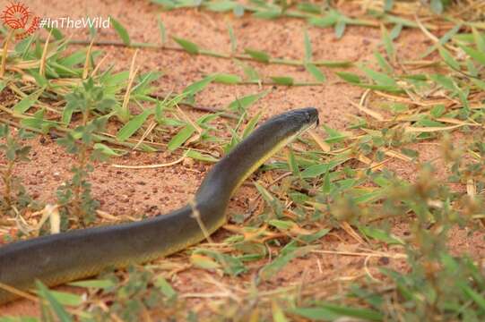 Image of Brown water python