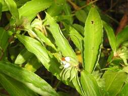 Commelina paludosa Blume的圖片