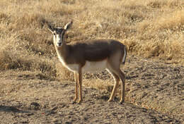 Image of Goitered Gazelle