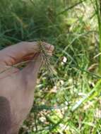 Слика од Elymus riparius Wiegand