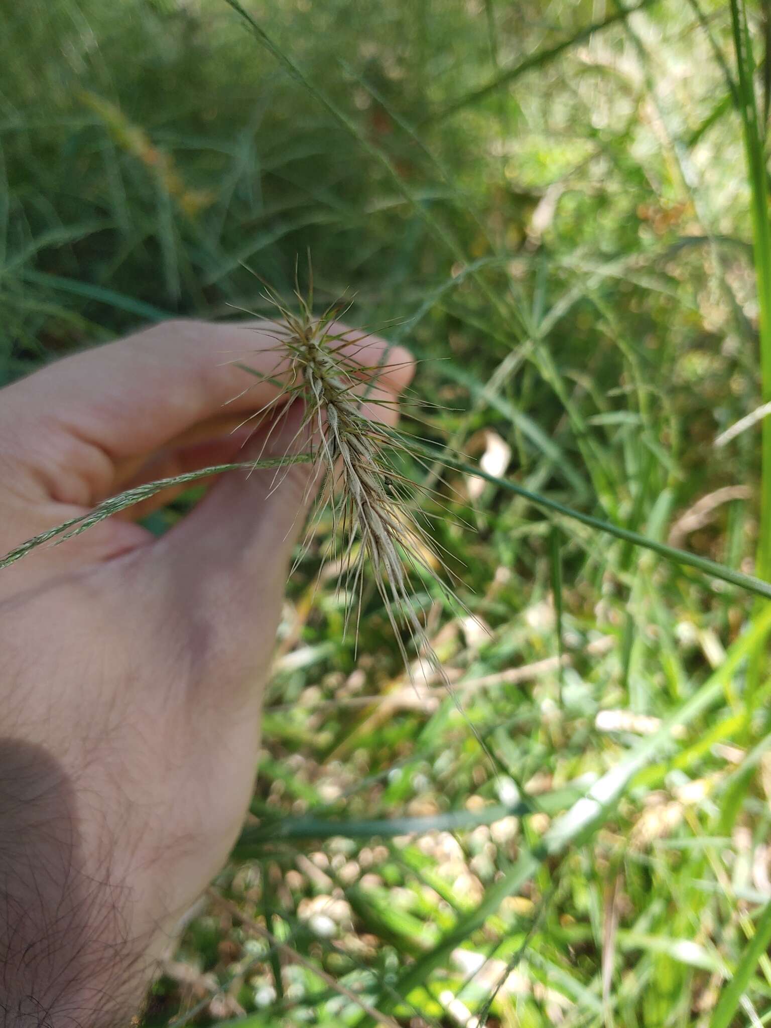 Слика од Elymus riparius Wiegand