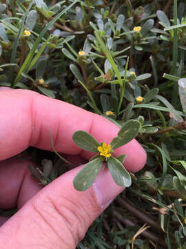 Image of common purslane