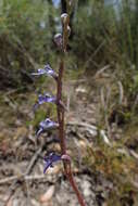 Image of Lobelia gibbosa Labill.