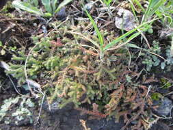 Imagem de Selaginella denticulata (L.) Spring