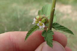 Image of Chocolate Weed