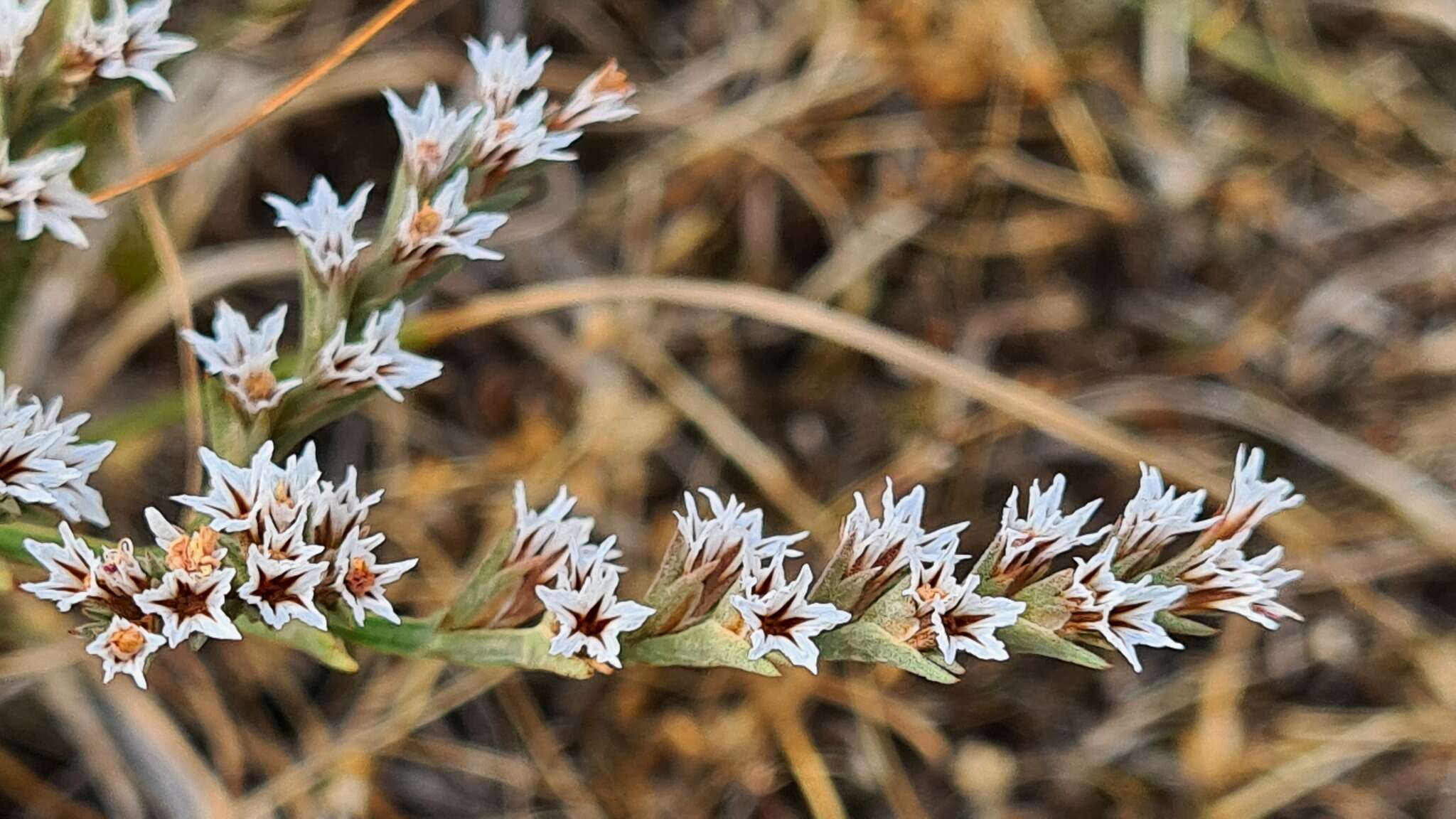 Image de Goniolimon tataricum (L.) Boiss.