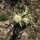 Image of Cirsium turkestanicum (Regel) Petr.