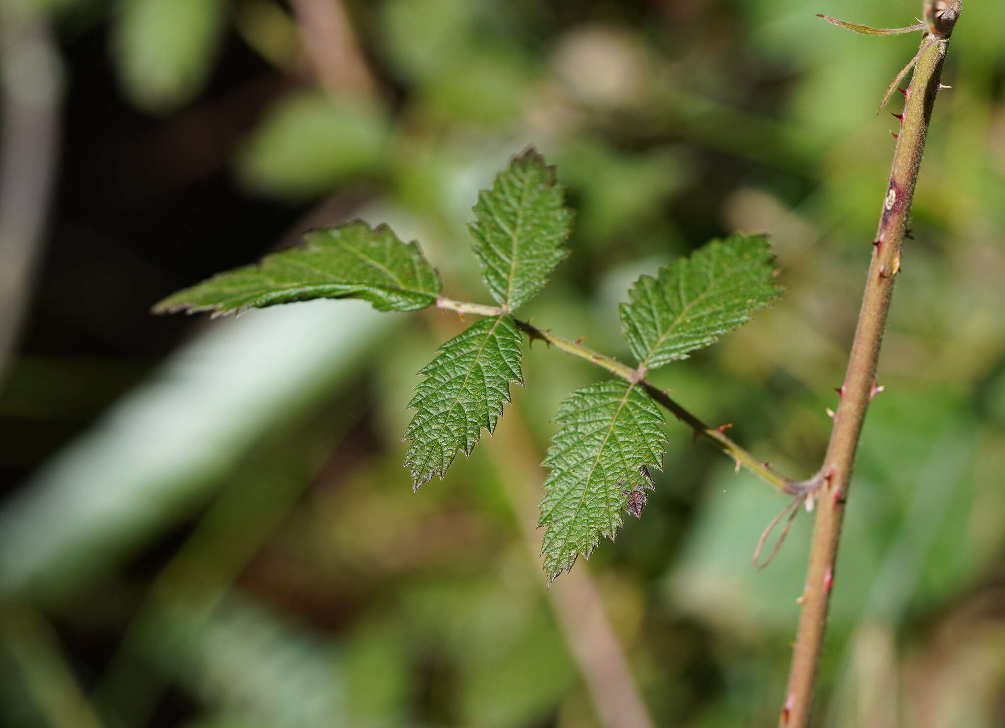 Sivun Rubus parvifolius L. kuva