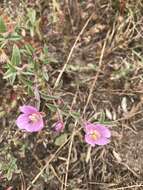 Plancia ëd Clarkia davyi (Jepson) H. & M. Lewis