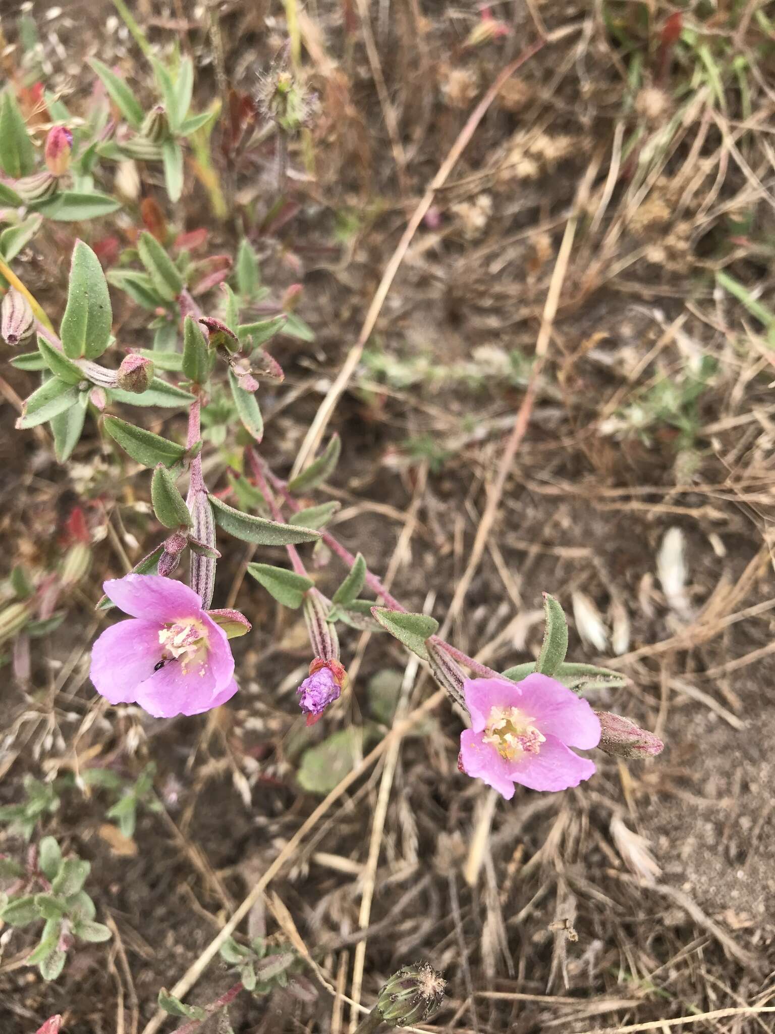 Image of Davy's clarkia