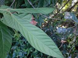 Image of Nectandra oppositifolia Nees & Mart. ex Nees