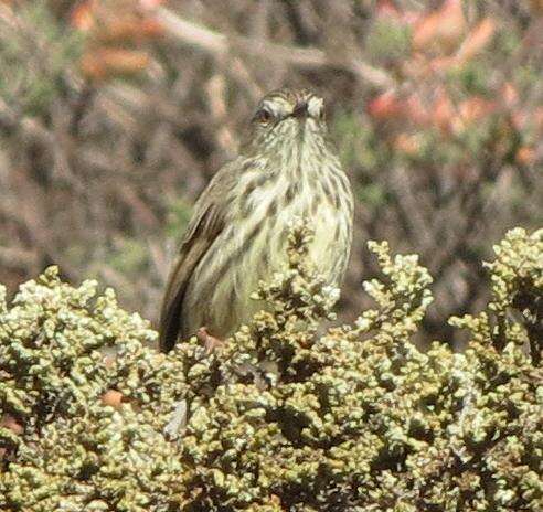 Image of Karoo Prinia