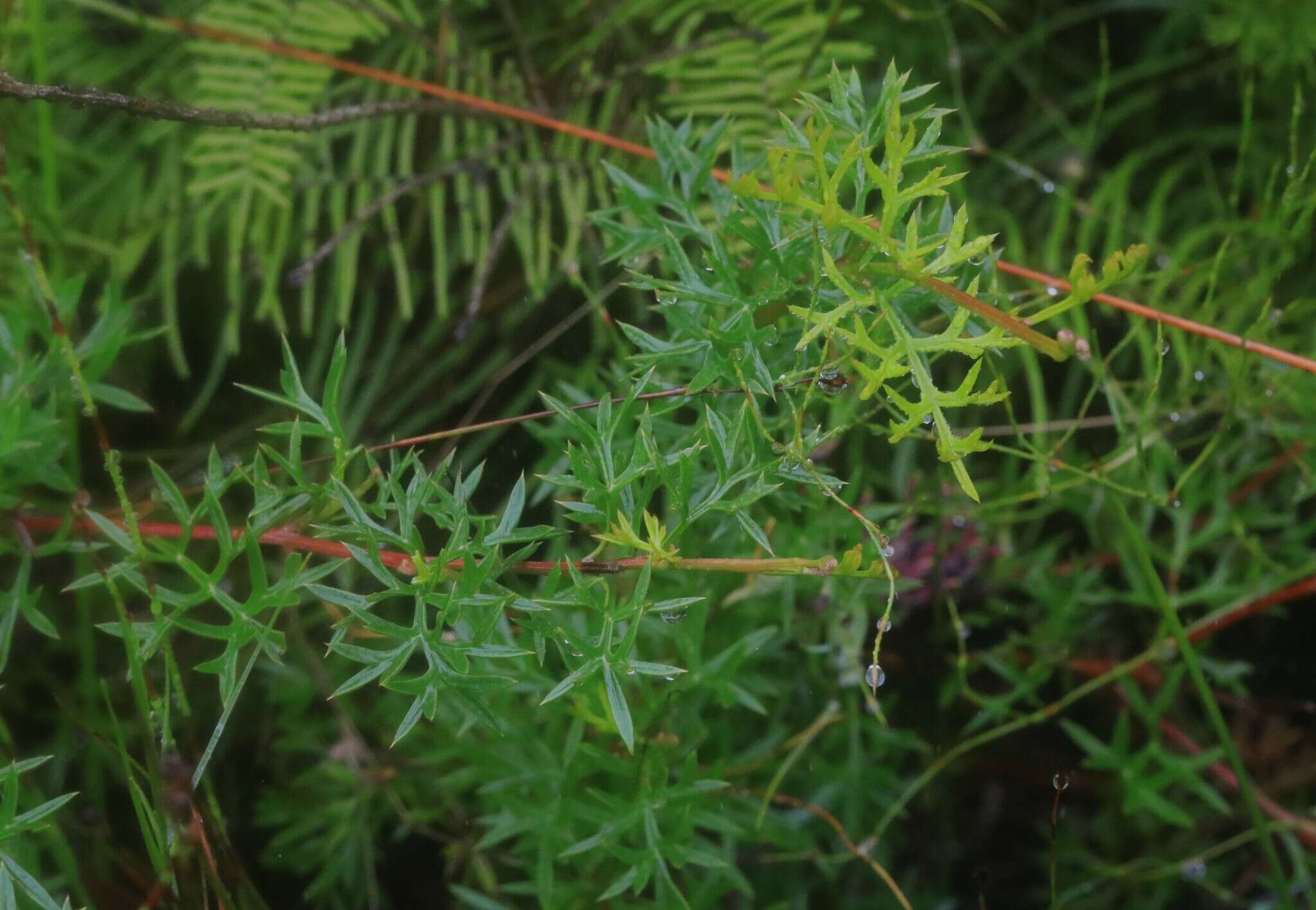 Image of Grevillea acanthifolia subsp. stenomera (F. Müll. ex Benth.) Mc Gill.