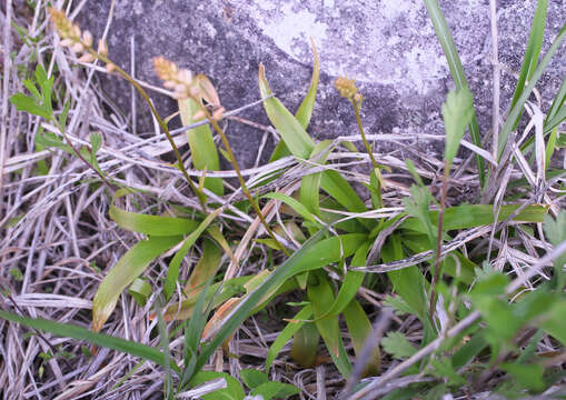 Image of Aletris foliata (Maxim.) Makino & Nemoto