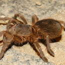 Image of Acanthoscurria natalensis Chamberlin 1917