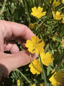 Imagem de Limnanthes douglasii subsp. sulphurea (C. T. Mason) C. T. Mason