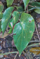 Image of Begonia altoperuviana A. DC.