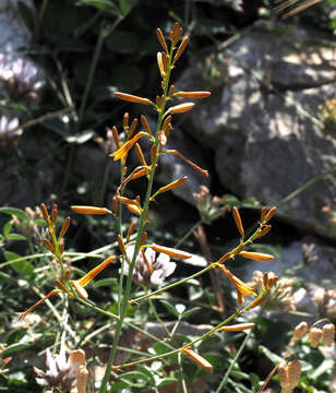 Asphodeline brevicaulis (Bertol.) J. Gay ex Baker的圖片