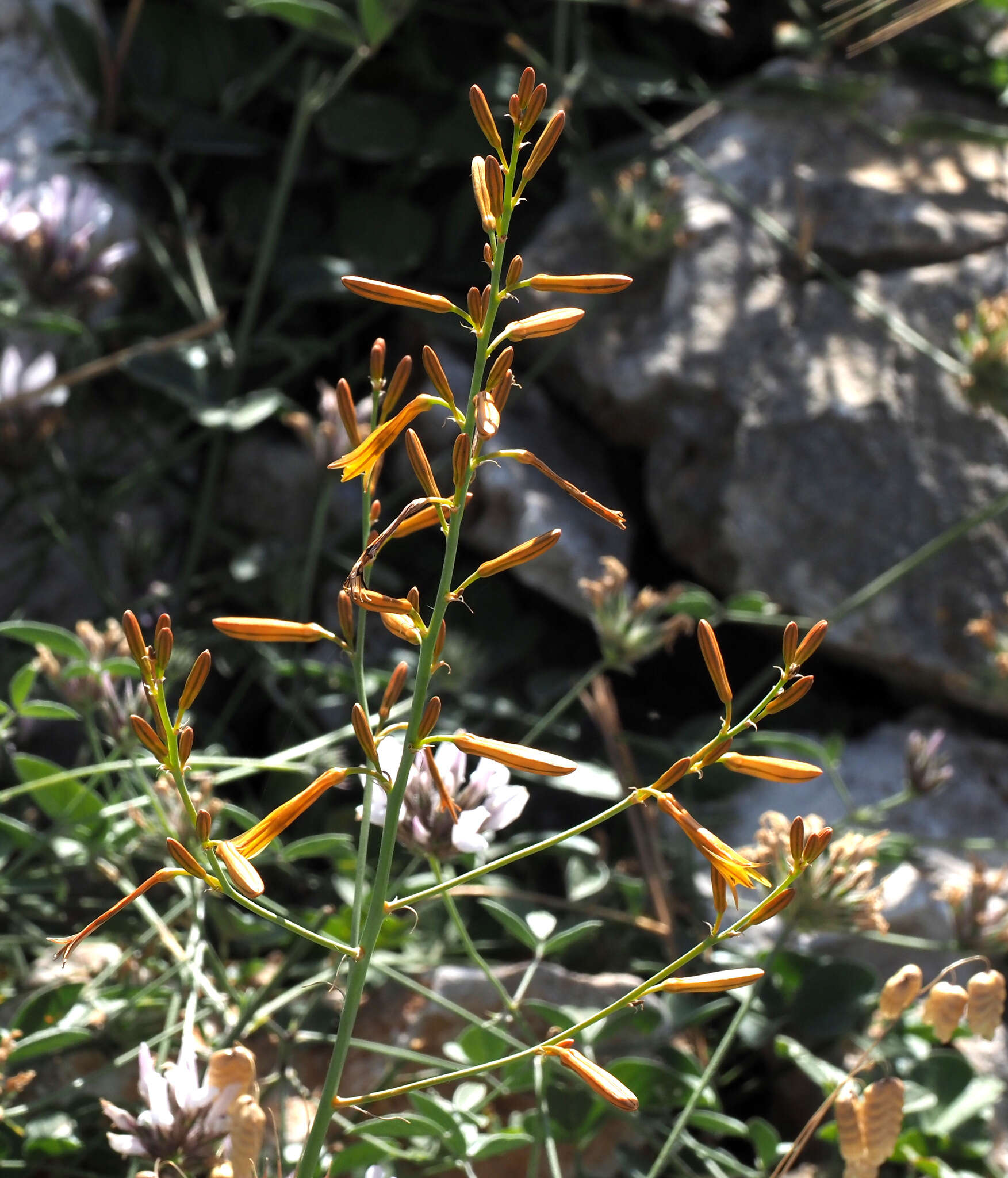 Image of Asphodeline brevicaulis (Bertol.) J. Gay ex Baker