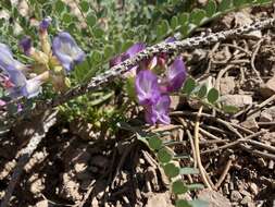 صورة Astragalus beckwithii var. purpureus M. E. Jones