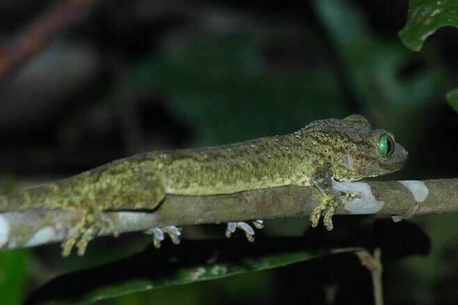 Gekko albofasciolatus (Günther 1867)的圖片