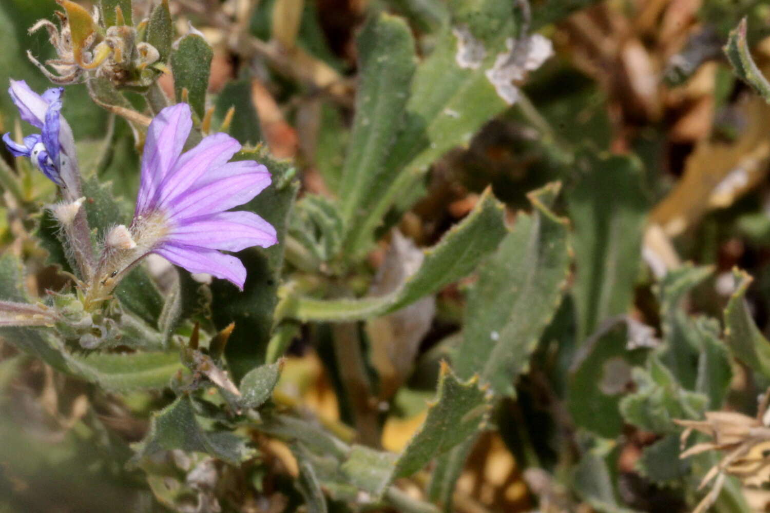 Imagem de Scaevola parvibarbata R. C. Carolin