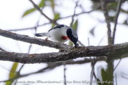 Image of Cherry-throated Tanager