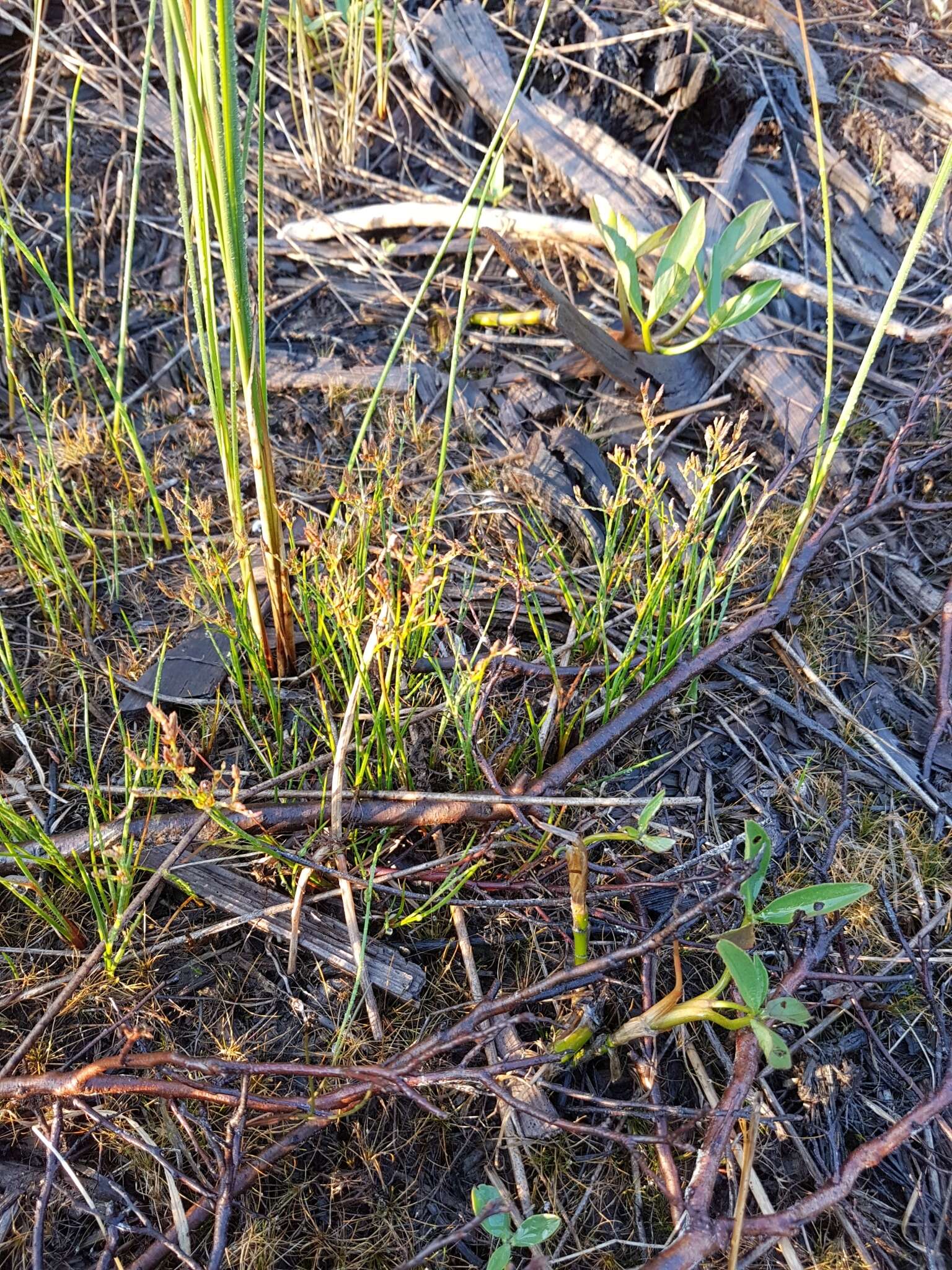 Juncus pelocarpus E. Mey.的圖片