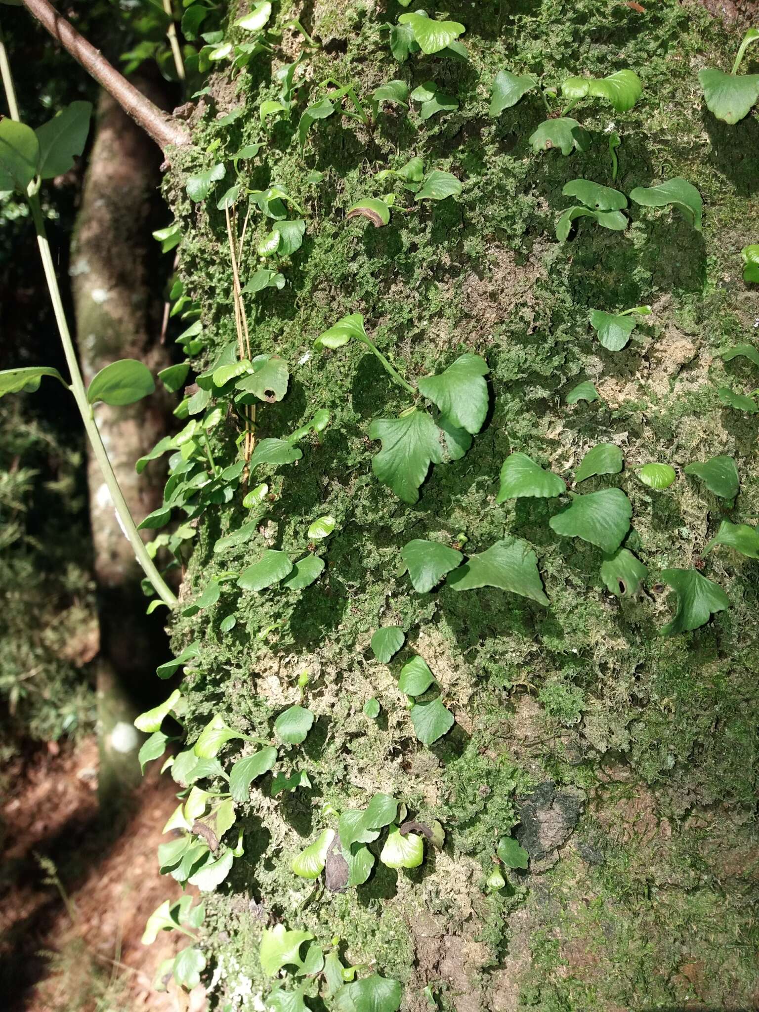 Image of Asplenium trilobum Cav.